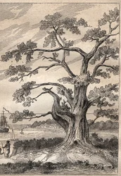 Derde reis (1776-1779) van kapitein James Cook (1728-1779): boom waaronder Cook de doorgang van Venus observeerde - illustratie uit De Grote Zeevaarders van de 18e eeuw