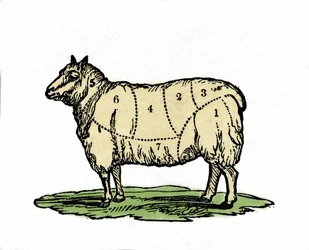 Verschillende stukken schapenvlees. Illustratie uit het einde van de 19e eeuw