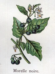 Giftige botanische planten: zwarte nachtschade. Gravure in “De natuurlijke medicatie”, van Friedrich Eduard Bilz (1842-1922)