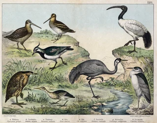 a: Zwartkruinreiger (Nycticorax griseus), b: Kleine zilverreiger (Ardetta minuta), c: Roerdomp (Botaurus stellaris), d: Kraanvogel (Grus cinerea), e: Heilige ibis (Ibis religiosa), f: Houtsnip (Scolopax rusticula), g: Watersnip (Gallinago), h: Kievit (Vane
