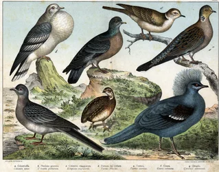a: Columbian duif (Columba oenas), b: Mongoolse duif (Columba gutturosa), c: Treurduif (Etopistes migratoria), d: Turkse duif (Turtur risorius), e: Houtduif (Turtur auritus), f: Goura (Goura coronata), g: Tarwekwartel (Coturnix communis) - in