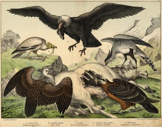a: Aasgier (Neophron percnopterus), b: Vale gier (Gyps fulvus), c: Condor (Sarcoramphus gryphus), d: Lammergier (Gypaetus barbatus), e: Slangenarend (Gypogeranus serpentarius) - in 