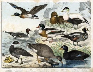 a: Rietgans (Asner segetum), b: Rotgans (Branta bernicla), c: Eidereend (Somateria mollissima), d: Harlekijneend (Histrionicus torquatus), e: Grote zee-eend (Oidemia fusca), f: Wilde eend (Anas boschas), g: Bergeend van Belon (Adorna cornuta), h: