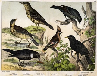 a: Grote lijster (Turdus viscivorus), b: Kramsvogel (Turdus pilaris), c: Ringlijster (Merula torquata), d: Blauwe rotslijster (Monticola cyanus), e: Merel (Merula nigra), f: Pestvogel (Ampelis garulus) - in “Natuurlijke geschiedenis van vogels”, uitg.