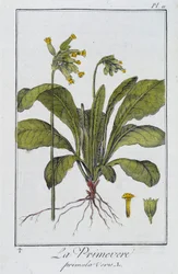 De sleutelbloem (Primula veris) - in "Exercises de botanique à l