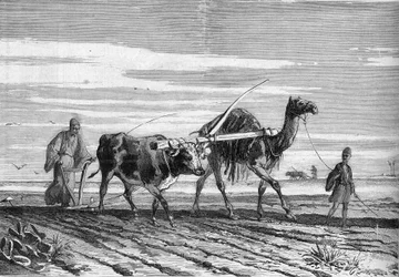 Landbouw in Egypte: een ploeg getrokken door een koe en een kameel. Gravure in "Le Monde Illustré" nr. 1316 van 17 juni 1882.