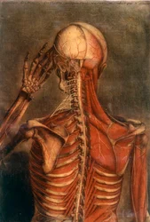 Anatomie van het menselijk lichaam: schors gezien van de achterkant.