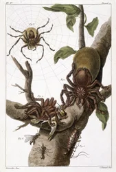Botanische plaat: 1) Surinaamse spin op guajave en rupsencocon 2) dezelfde spin die een kolibrie verslindt, vandaar de naam Aranea avicularia Linn 3) Spin Jager van Linnaeus, Suriname 4) Surinaamse mier 5) Nimf van deze mier 6) Gevleugelde mier - in 