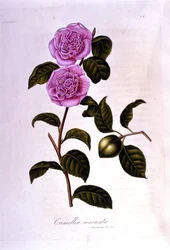 Botanisch bord: Camelia. Gravure uit de 19e eeuw