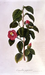 Botanische plaat: Camelia uit Japan. Gravure uit de 19e eeuw