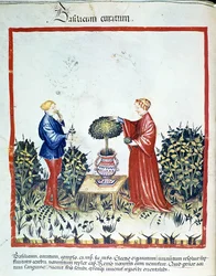 Basilicum verzamelen. Verlichting uit de handel in geneeskunde en diëtetiek 