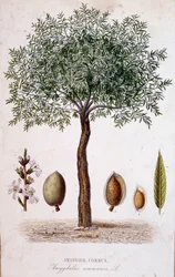Gewone amandelboom - botanische plaat