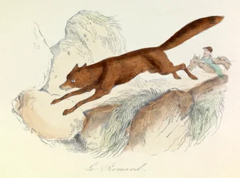 "Completes de Buffon" met de nomenclatuur van Linneene en de classificatie van Cuvier: Les animaux: De vos (gravure)