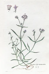 Meekrap of lievevrouwebedstro