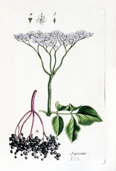 Vlierbes