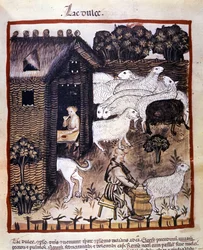 Boerenwerk: schapen melken om melk en kaas te produceren. Verlichting uit de melk van geneeskunde en diëtetiek 