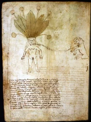 Vrouwelijke alruin, geëxtraheerd uit een kruid uit de 14e eeuw