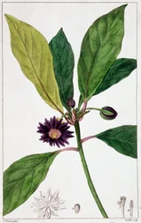 Florida Badiane - botanische plaat