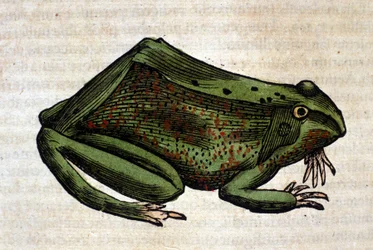 Kikker uit de Historia Animalium door Conrad Gesner, Tiguri 1560. Biblioteca nazionale Braidense. Milaan