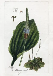 Grote weegbree of bakbanaan