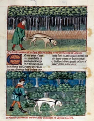Hoe honden te leiden