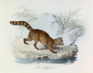 Illustratie uit het boek "Complete Works of Buffon": Les Quadrupedes: La fossane (gravure)
