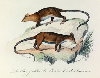 Illustratie uit het boek "Complete Works of Buffon": Viervoeters: Le cayopollin et la philandre de Surinam (gravure)