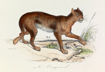 Illustratie uit het boek "Complete Works of Buffon": Les Quadrupedes: Le couguar (gravure)