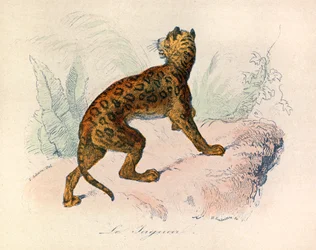 Illustratie uit het boek "Complete Works of Buffon": Les Quadrupedes: De jaguar (gravure)