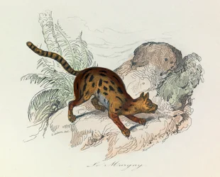 Illustratie uit het boek "Complete Works of Buffon": Les Quadrupedes: Le margay (gravure)