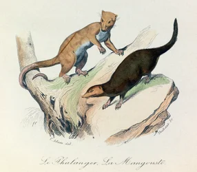 Illustratie uit het boek "Complete Works of Buffon": Les Quadrupedes: De falanger en de mangouste (gravure)