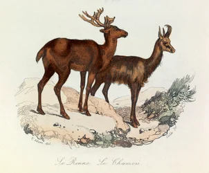 Illustratie uit het boek "Complete Works of Buffon": Les Quadrupedes: Le reinne et la chamois (gravure)