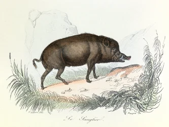 Illustratie uit het boek "Complete Works of Buffon": Les animaux: Het zwijn (gravure)