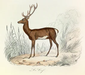 Illustratie uit het boek "Complete Works of Buffon": Les animaux: De cerf (gravure)
