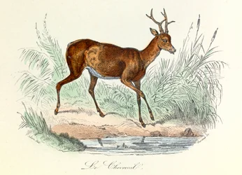 Illustratie uit het boek "Complete Works of Buffon": Les animaux: Het hert (gravure)