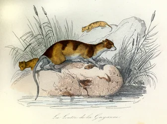 Illustratie uit het boek "Complete Works of Buffon": Les animaux domestiques: La otter de Guiana (gravure)
