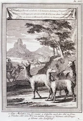 Lamas van Peru - in "Historische Reis door Zuid-Amerika in opdracht van de Koning van Spanje door Don George Juan en Don Antoine de Ulloa", T.1, bij C.A. Jombert, Librairie du Roi, Parijs