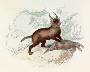 De caracal (Felis caracal) is een vierpotig zoogdier uit de Felidae (graveer) familie.
