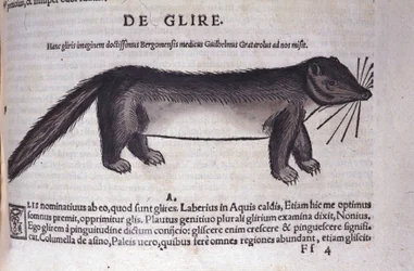 De slaapmuis in Historia Animalium door Conrad Gesner (1516 - 1565), Tiguri