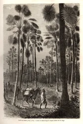 De karavaan van luitenant Mage vordert richting Niger en doorkruist een bos van gigantische palmbomen in de provincie Damfa, Mali. Gravure ter illustratie van de reis naar West-Soedan van luitenant (marine) M. Mage, in 1863-1866, gepubliceerd in 