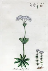 Lelietje-van-dalen of Lieve bosmier
