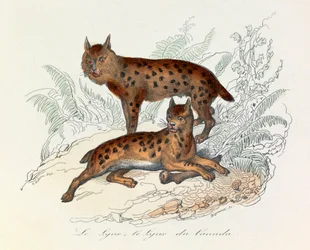 Lynx en Canadese lynx, twee vierpotige zoogdieren, geclassificeerd door Linneene en Cuvier (gravure)