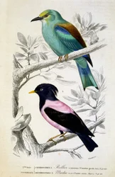 Natuurlijke Historie Plaat: Vogels: Rollier commun et martin rose - in 