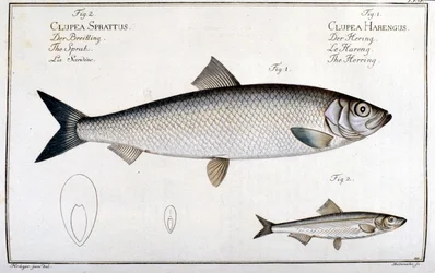 Natuurhistorische plaat: haring (1) en sardine (2) door Marc Elieser Bloch Ichtyologie Parijs - Berlijn - Londen 1787