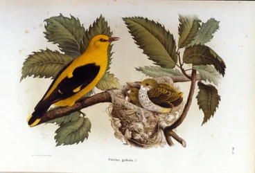 Ornithologie: een wielewaal bij het nest van zijn jongen
