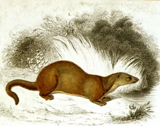 Otter - kleurgravure. 19e-eeuwse gravure.