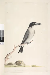 Pagina 10. Vanga. onderaan in andere hand Natuurlijke grootte, iris twijfelachtig Grijze Slachter, Vogel Cracticus torquatis man, 1791-92