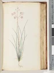 Ongeïdentificeerde plant