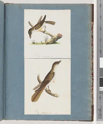 Pagina 117. Onbekende vogel. 118. Onbekende vogel