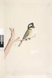 Pagina 11. Lanius. boven titel in andere hand Oktober. Natuurlijke grootte Kuifklauwier, Mees Falcunculus frontatus, 1791-92